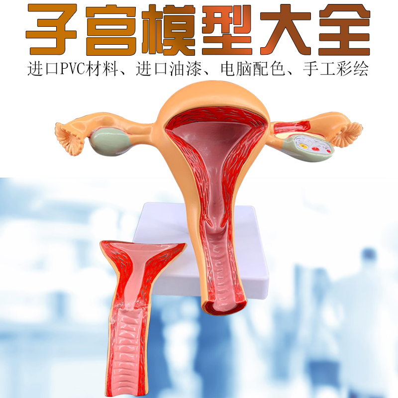 人体女性子宫解剖病理模型生殖阴道卵巢子宫模型妇科生殖科教具 - 图1