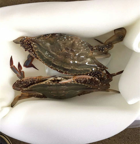 包海鲜波龙防刺破海绵/梭子蟹青蟹草莓米白色垫片2 0*30*1厘米 - 图3