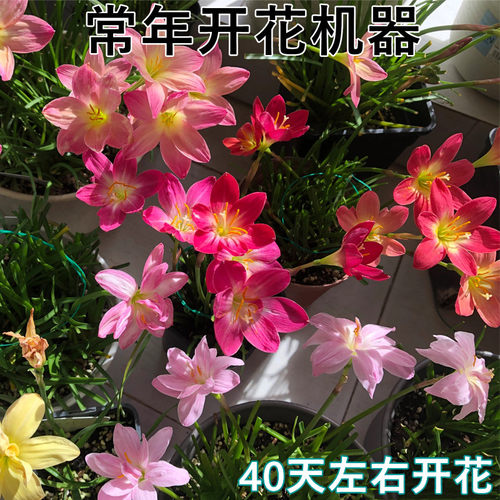 买2送1重瓣风雨兰种球庭院阳台盆栽四季常开植物好养易活韭兰花卉 - 图0