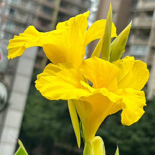 带芽美人蕉种根四季多年生花苗盆栽植物室外庭院易活种球宿根花卉 - 图0