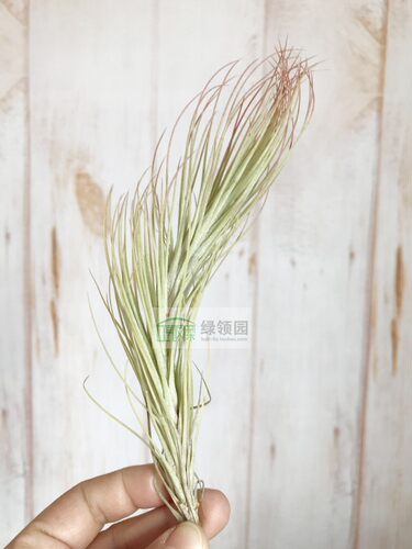 展示 空气凤梨 热带 Tillandsia funckiana (Long Leaf)长叶狐尾 - 图0