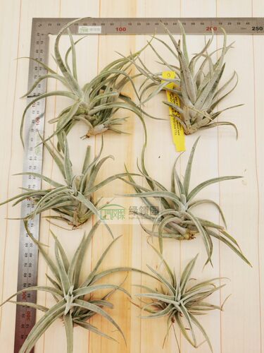展示 空气凤梨 Tillandsia harrisii 哈里斯 - 图1