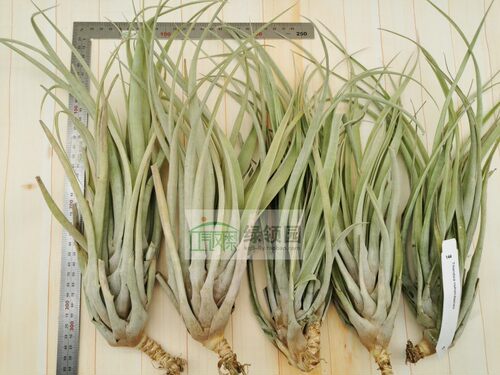 展示 空气凤梨 热带 Tillandsia riohondoensis 原生品种 - 图1