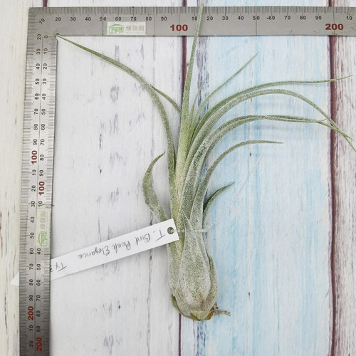 空气凤梨植物无土栽培室内装饰Bird Rock Elegance电卷x普布斯 - 图2