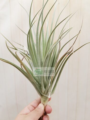 展示 空凤Tillandsia 'Imbroglio' 热带版巨兽（树猴变种×多国） - 图0