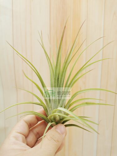 绿领园 一物一拍  空气凤梨T. Concolor x Ionantha 空可乐精灵 - 图2