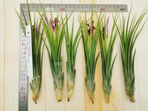 展示 空凤  热带 Tillandsia 'Chiquininga' 费西巨精灵 '擎天' - 图3