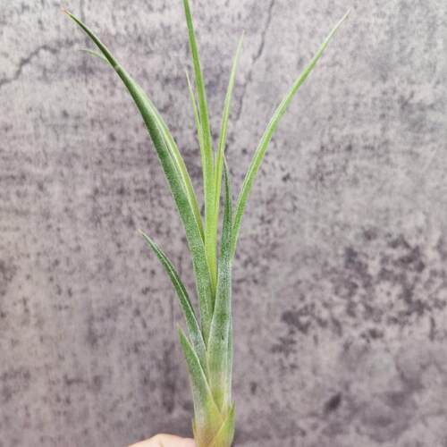 展示 空凤  热带 Tillandsia 'Chiquininga' 费西巨精灵 '擎天' - 图0