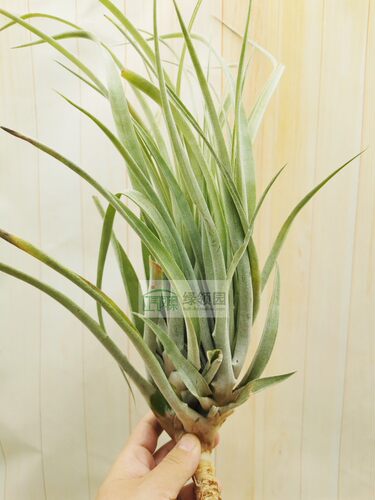 展示 空气凤梨 热带 Tillandsia riohondoensis 原生品种 - 图0