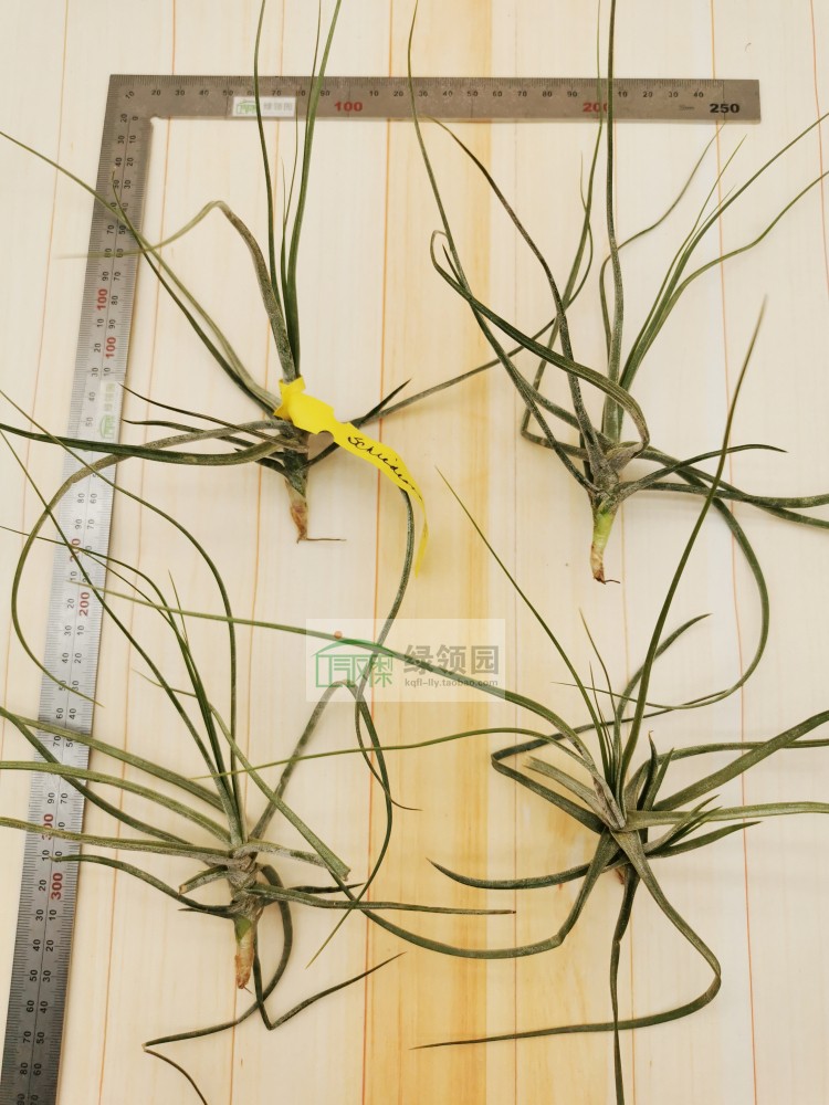 空气凤梨 Tillandsia Schiedeana Giant琥珀巨型种-图0