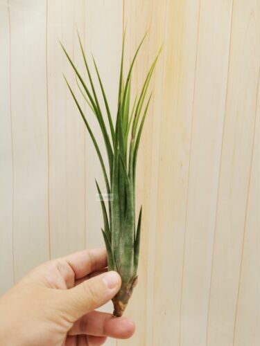 展示 空凤  热带 Tillandsia 'Chiquininga' 费西巨精灵 '擎天' - 图2