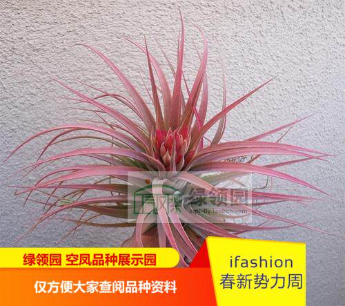 绿领园 一物一拍  空气凤梨T. Concolor x Ionantha 空可乐精灵 - 图1