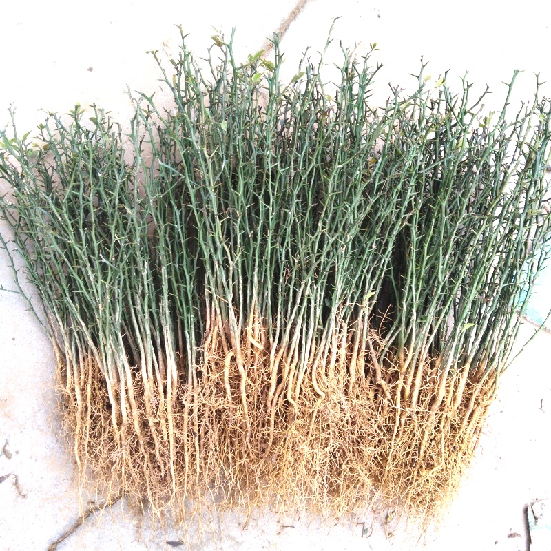 现挖带刺篱笆墙树苗，菜园果园造刺树木墙，陈刺苗，枳苗带刺植物,淘宝优惠券,粉丝福利购,淘宝优惠卷