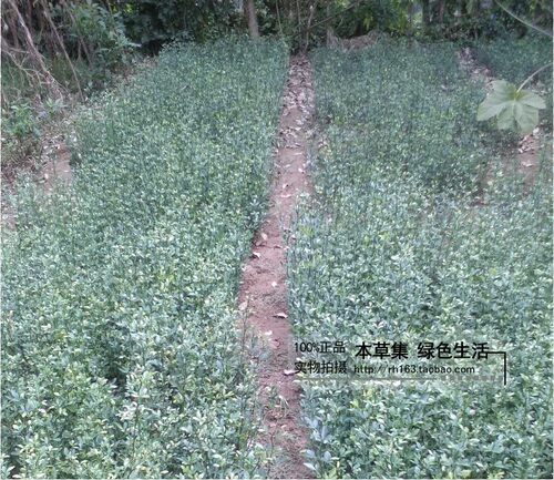现挖篱笆陈刺苗 ,疏菜果园带刺篱笆墙植物树苗 ,积壳铁篱刺根苗。 - 图1