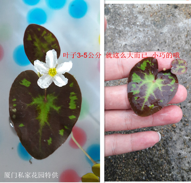 心型龙骨瓣一叶莲  白花荇菜 莕菜水荷叶印度荇菜莕菜 包邮 - 图0