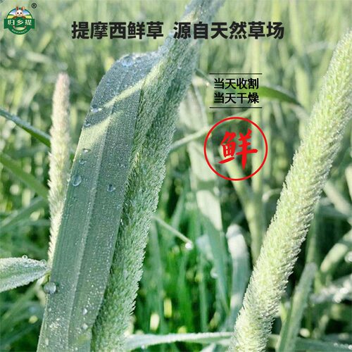 26年新提摩西草兔子专用干草宠物牧草荷兰猪草料兔粮兔草晒干提草 - 图1