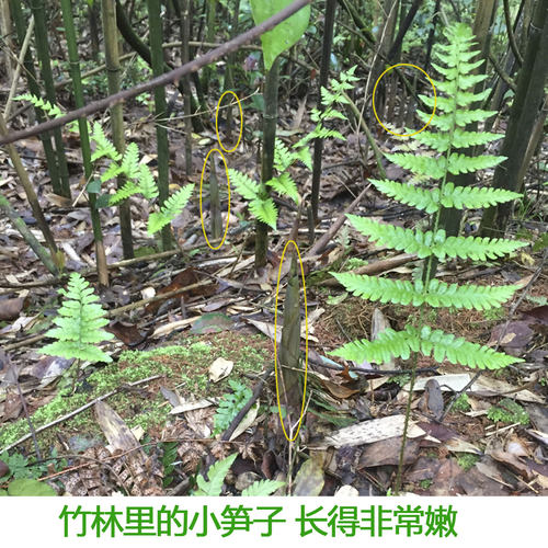 江西新鲜小竹笋野生春笋现挖笋应季带壳甜笋小笋嫩尖水竹笋山竹笋 - 图0