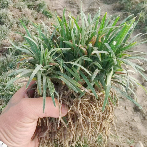 日本矮麦冬草耐寒别墅庭院草坪植物四季常青麦冬草玉龙草宿根植物 - 图0