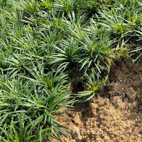 日本矮麦冬草耐寒别墅庭院草坪植物四季常青麦冬草玉龙草宿根植物 - 图2