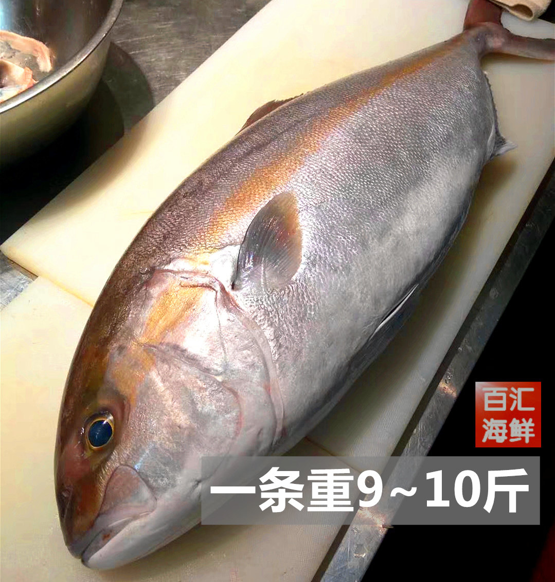 章红鱼油甘鱼,鱼白鱼油_大山谷图库