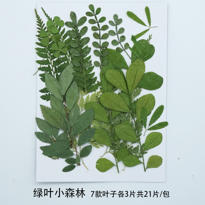 真树叶干花diy材料创意手工脸部贴妆写真压花材料包天然植物标本 - 图2