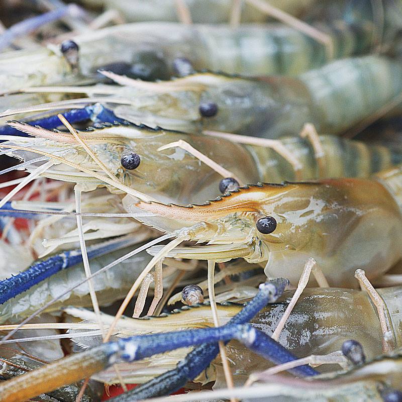 500g北京闪送鲜活罗氏虾生猛大虾大头虾金钱虾 沼虾活虾淡水虾,淘宝优惠券,粉丝福利购,淘宝优惠卷