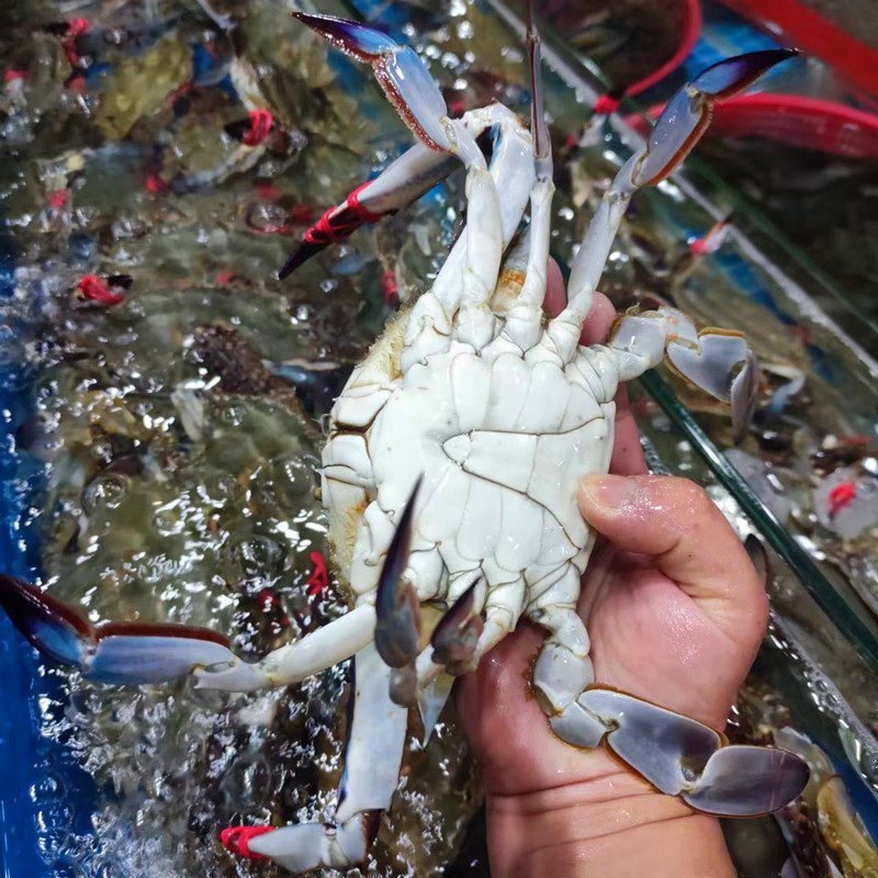 3-9两/只北京闪送活梭子蟹海蟹大白蟹飞蟹满肉公螃蟹海鲜水产,淘宝优惠券,粉丝福利购,淘宝优惠卷