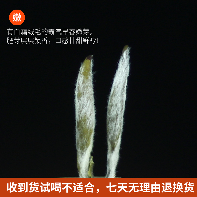 茉莉花茶2024特级浓香新茶散装广西横县春尖九窨福鼎针王茶叶罐装-图2