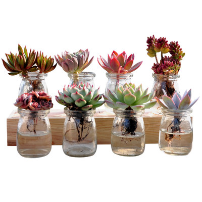 水培多肉植物组合盆栽套餐办公室内阳台肉肉gt植物耐热夏季好养 虎窝淘