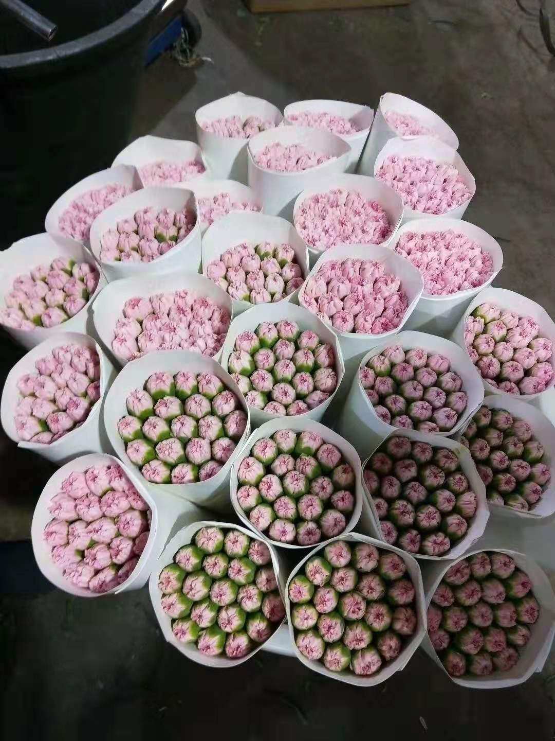 康乃馨鲜花 昆明直发 教师节 母亲节 50种康乃馨新鲜,淘宝优惠券,粉丝福利购,淘宝优惠卷