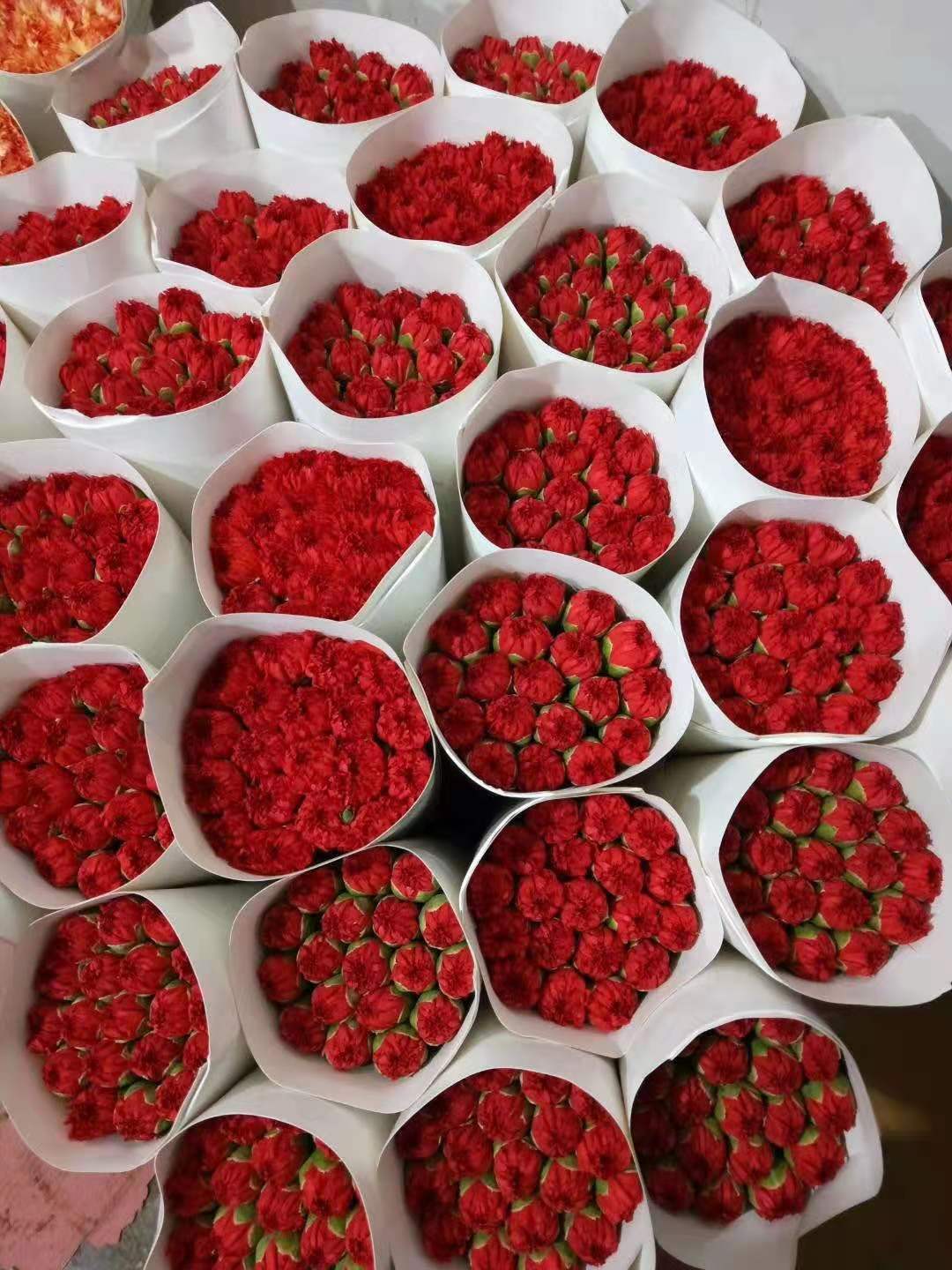 康乃馨鲜花 昆明直发 教师节 母亲节 50种康乃馨新鲜,淘宝优惠券,粉丝福利购,淘宝优惠卷