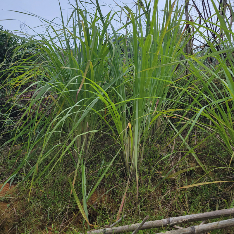 江西赣南客家坐月子洗澡泡脚煮水用风柠檬香茅草去湿一捆500g - 图1