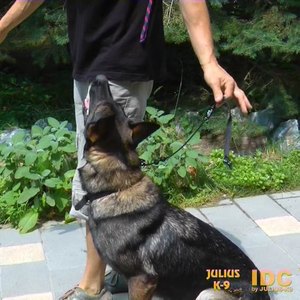 JuliusK9宠物尼龙狗狗牵引绳项圈训犬杜宾金毛p链防爆冲赛级P链