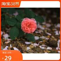 The girl who loves to love flowers is beautiful and beautiful and elegant floral mushrooms cool flowers world flowers