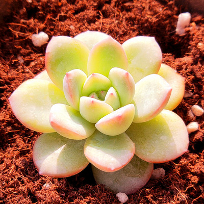 进口赤兔水泡系列奇趣多肉植物新款多肉组合超萌肉肉植物含盆包邮 虎窝淘