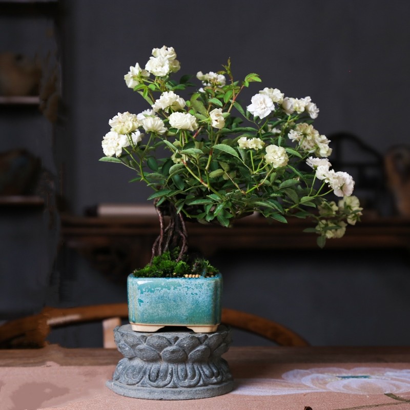 提根姬月季超微姬月季重瓣白花四季开花迷你造型盆景老桩一物一拍,淘宝优惠券,粉丝福利购,淘宝优惠卷