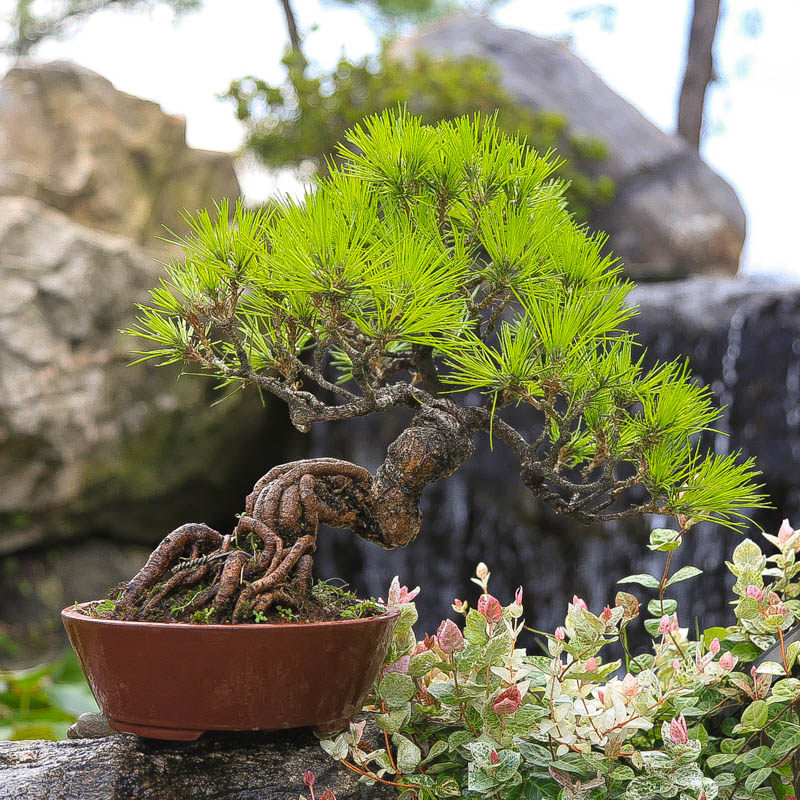 孤品矮霸黄山松盆景山采老桩一物一拍精品松树中式盆栽送领导礼物,淘宝优惠券,粉丝福利购,淘宝优惠卷