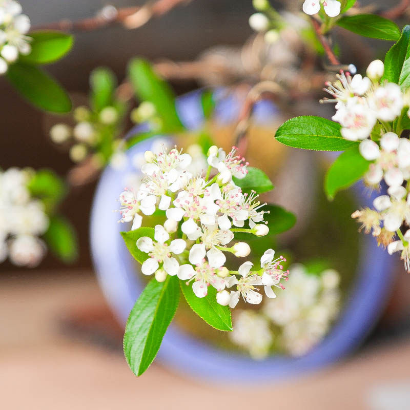 精品镰柄花朵繁茂挂果丰富形态美观观赏盆景好养绿植花卉园艺饱满,淘宝优惠券,粉丝福利购,淘宝优惠卷