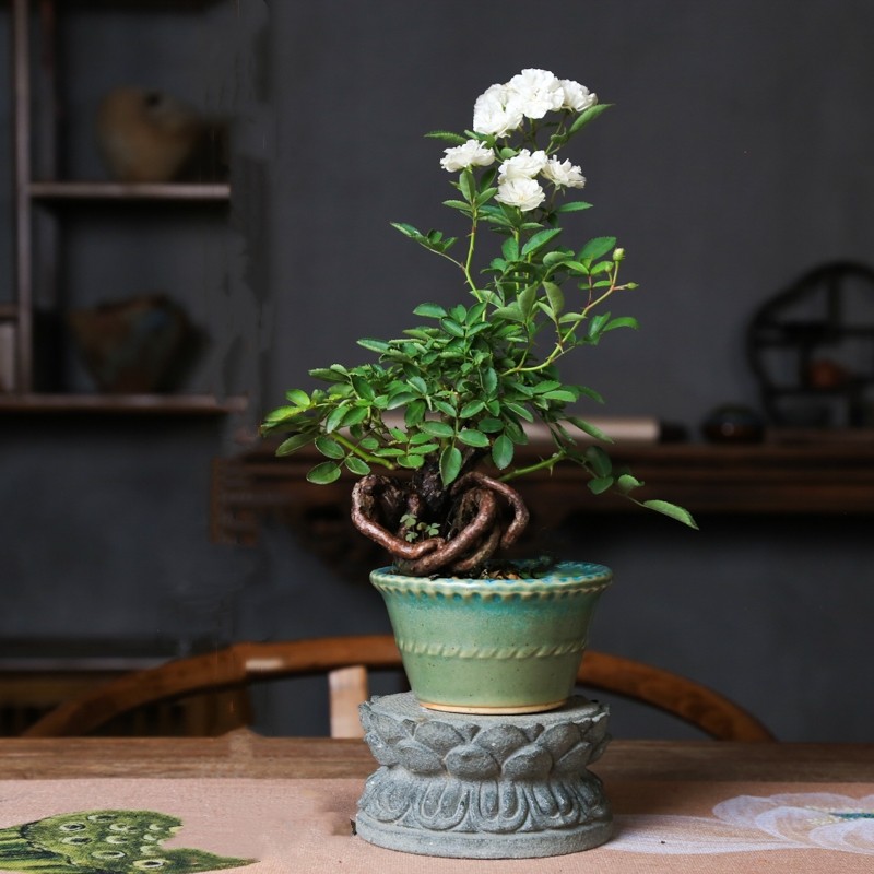 提根姬月季超微姬月季重瓣白花四季开花迷你造型盆景老桩一物一拍,淘宝优惠券,粉丝福利购,淘宝优惠卷