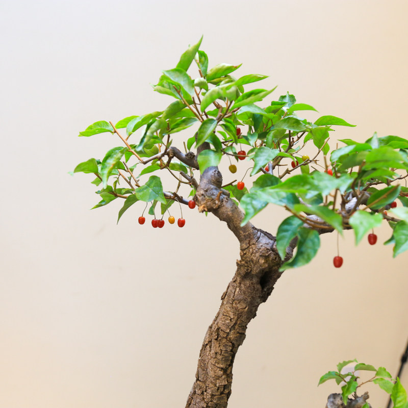 孤品小叶胡秃子开花结果阳台老桩盆景造型盆栽带基地直销好养绿植,淘宝优惠券,粉丝福利购,淘宝优惠卷