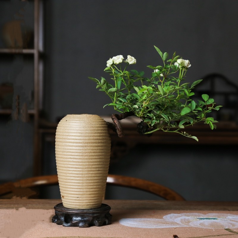 提根姬月季超微姬月季重瓣白花四季开花迷你造型盆景老桩一物一拍,淘宝优惠券,粉丝福利购,淘宝优惠卷