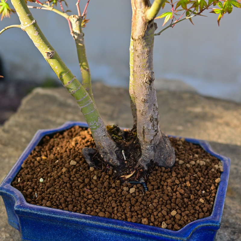 孤品日本进口山红叶多杆造型盆景枫树老桩红叶盆栽高端精品鸡爪槭,淘宝优惠券,粉丝福利购,淘宝优惠卷