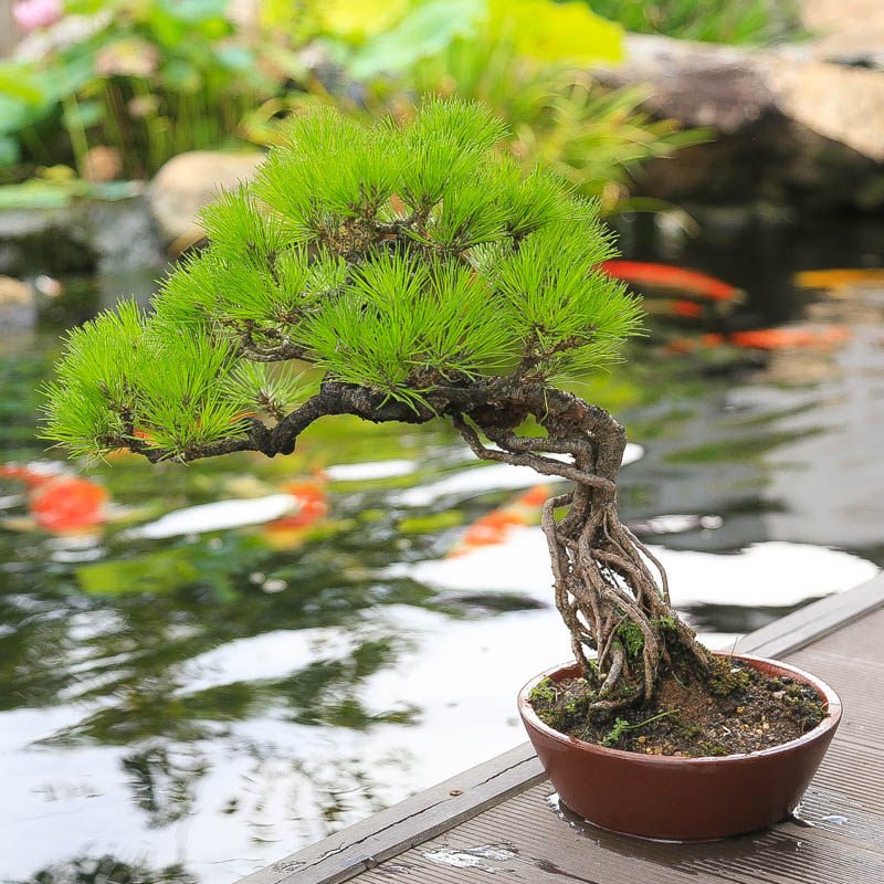 孤品矮霸黄山松盆景山采老桩一物一拍精品松树中式盆栽送领导礼物,淘宝优惠券,粉丝福利购,淘宝优惠卷