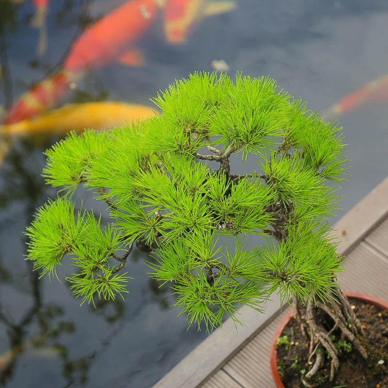 孤品矮霸黄山松盆景山采老桩一物一拍精品松树中式盆栽送领导礼物,淘宝优惠券,粉丝福利购,淘宝优惠卷