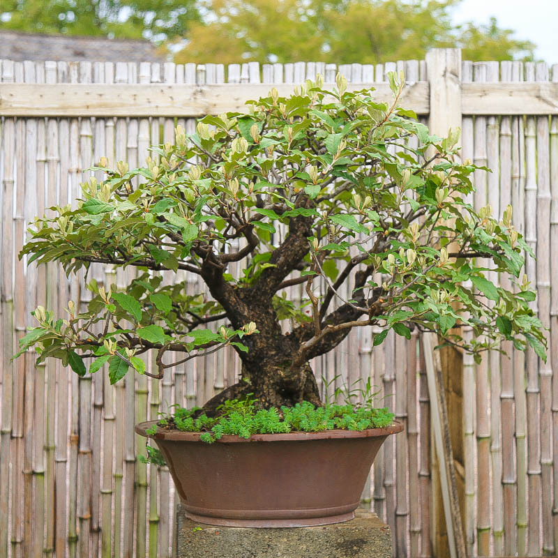 孤品胡秃子观花观果大树型盆景造型羊奶果可食用绿植原生根盘粗 - 图2