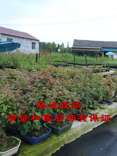 唐枫盆栽微型植物书房茶台办公桌三角枫盆景阳台窗台绿植观叶好养 - 图2