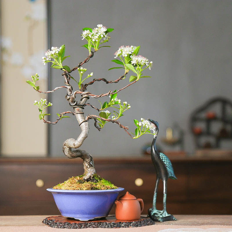 精品镰柄花朵繁茂挂果丰富形态美观观赏盆景好养绿植花卉园艺饱满,淘宝优惠券,粉丝福利购,淘宝优惠卷