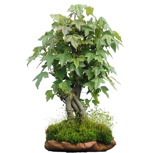 唐枫盆栽微型植物书房茶台办公桌三角枫盆景阳台窗台绿植观叶好养 - 图3