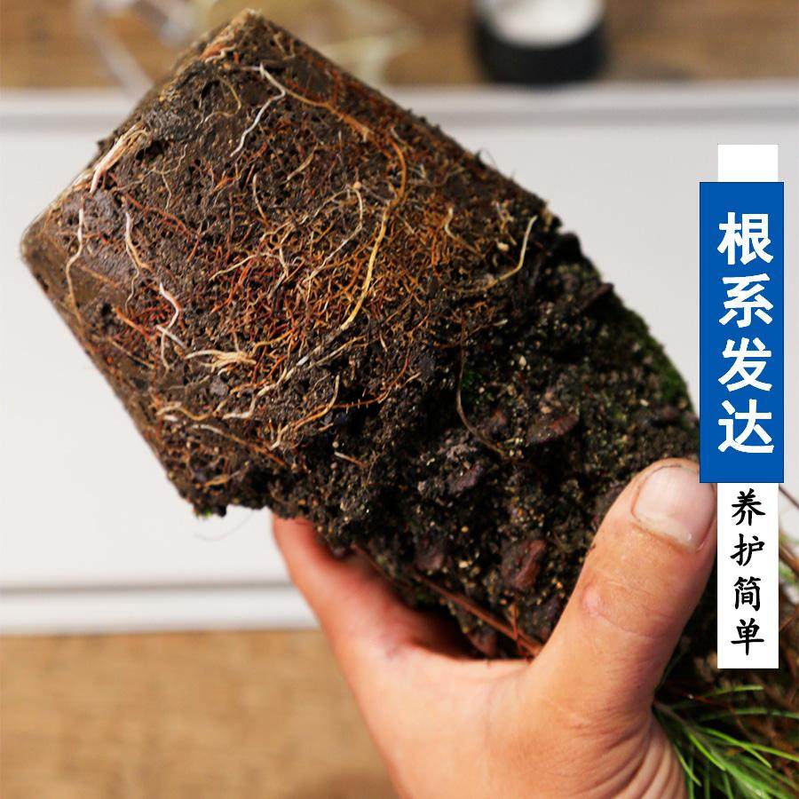 大松果盆栽创意植物迷你手作茶桌摆件微型丛林松树盆景松塔松球,淘宝优惠券,粉丝福利购,淘宝优惠卷