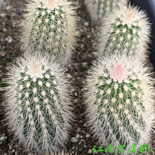 鹿角柱属  华尔兹ECHINOCEREUS websterianus  实生球 - 图2